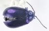 Agelastica alni